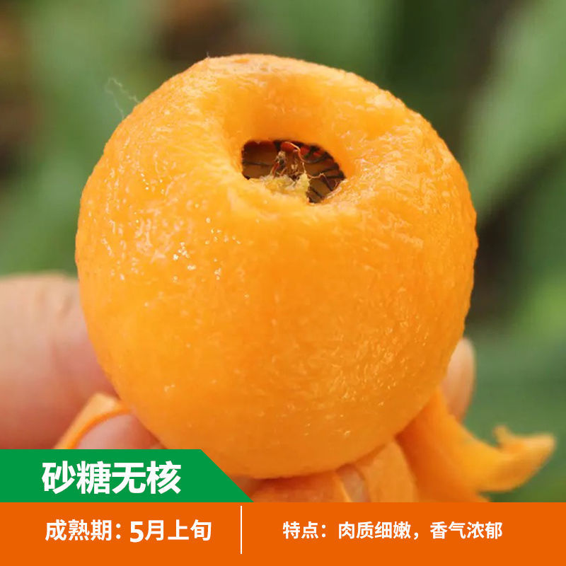 嫁接枇杷苗树无核特大南北方砂糖大五星枇杷苗包品种包成活