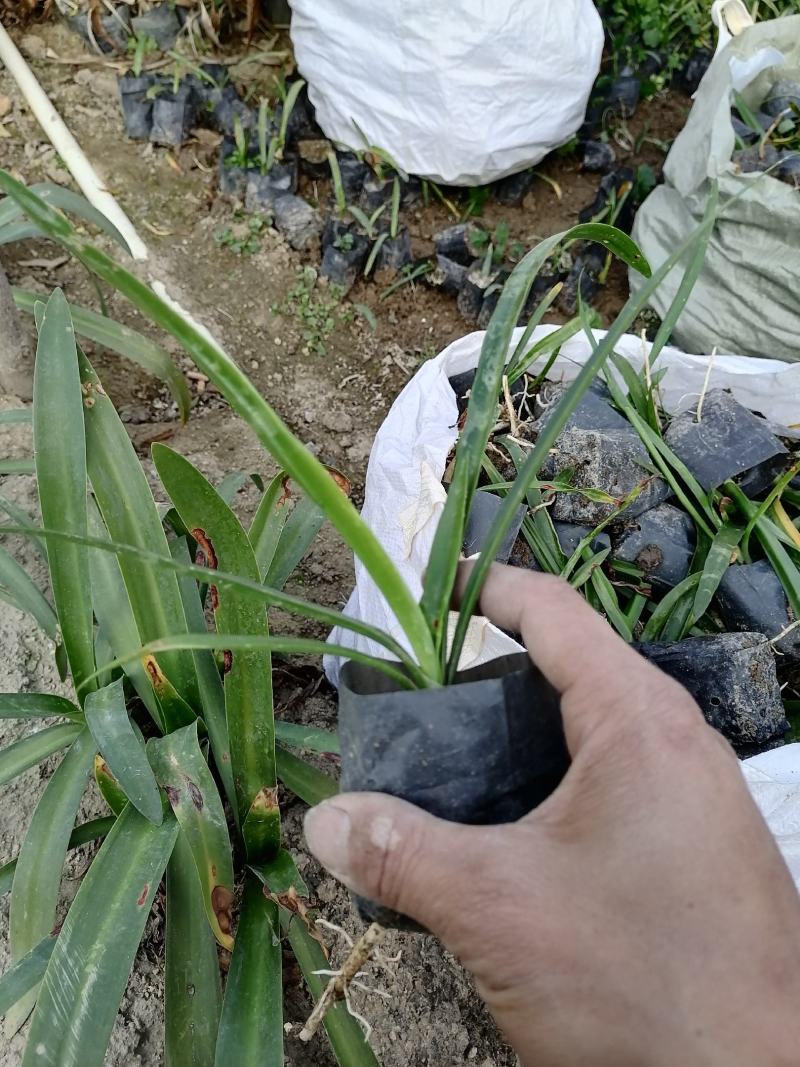 蜘蛛兰3斤袋亮货。。