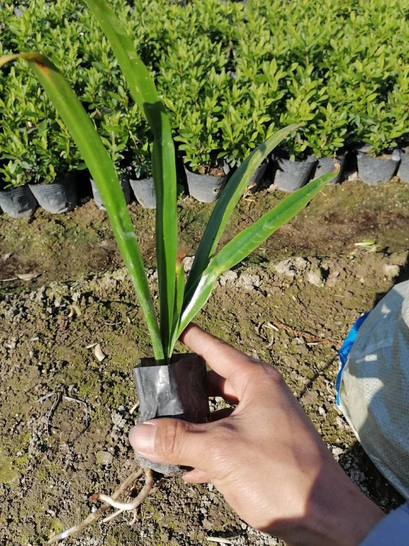 蜘蛛兰3斤袋亮货。。