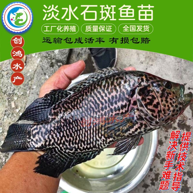 【淡水养殖】淡水珍珠石斑鱼苗龙胆石斑鱼苗花斑鱼苗