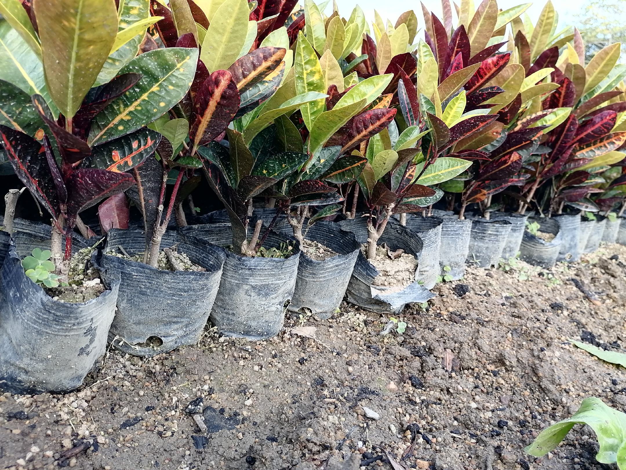 侧柏树在四季中的变化