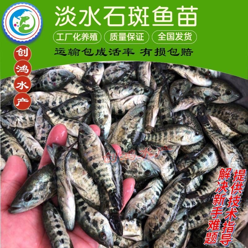 【大量批发】淡水珍珠石斑鱼苗龙胆石斑鱼苗老鼠斑鱼苗