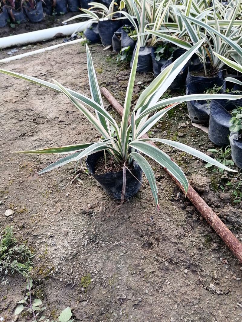 山管兰七斤袋大量现货出售