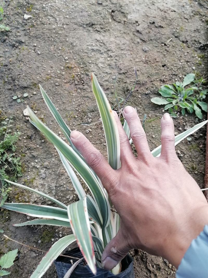 山管兰七斤袋大量现货出售