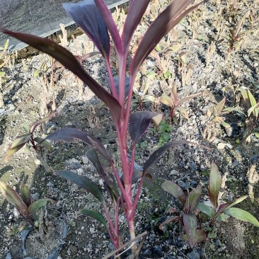 朱蕉3-7斤大量现货