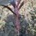 朱蕉3-7斤大量现货
