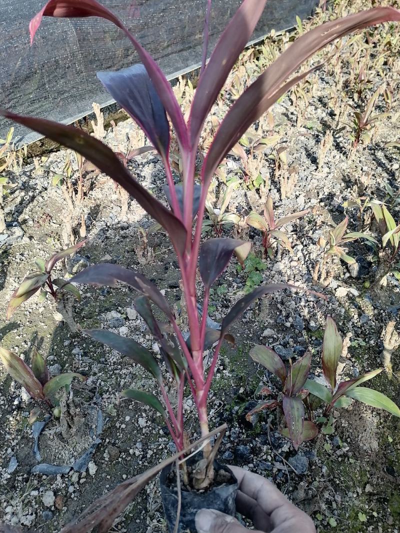 朱蕉3-7斤大量现货