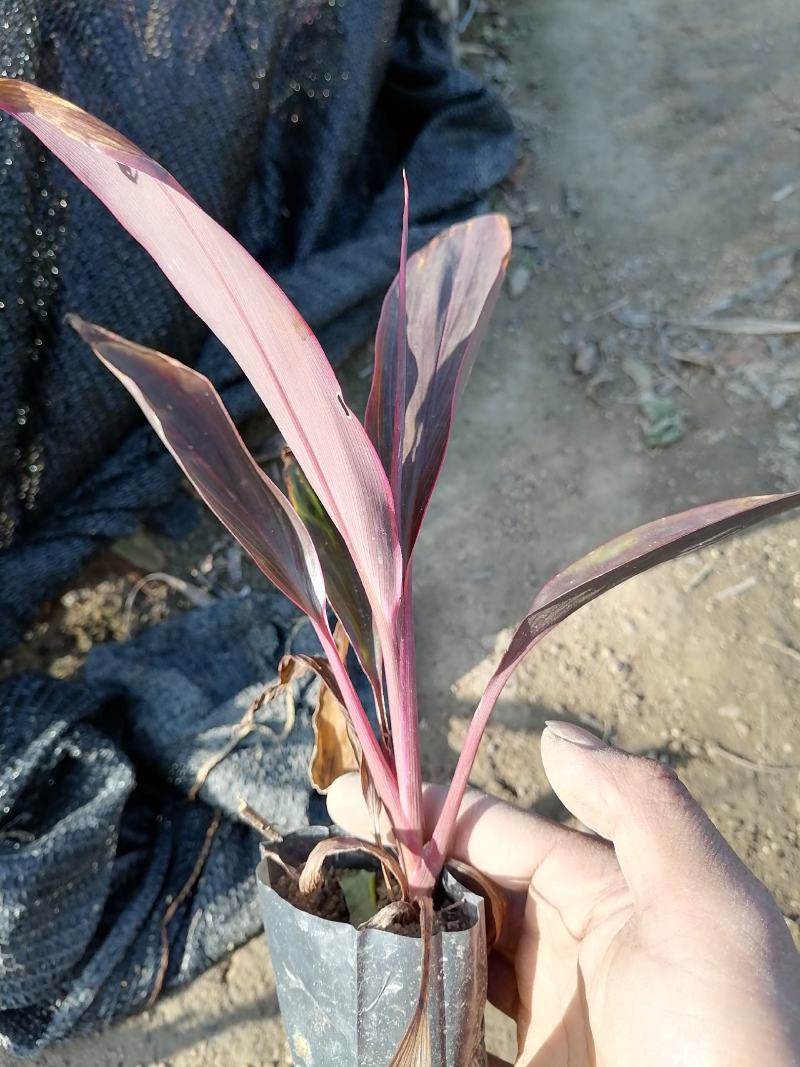 朱蕉3-7斤大量现货