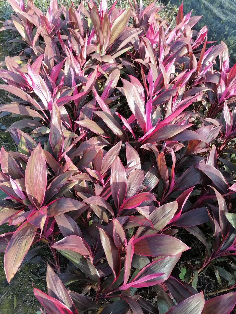 朱蕉3-7斤大量现货