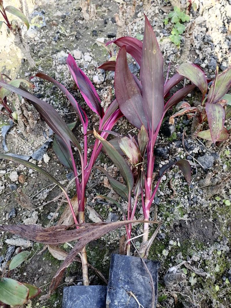 朱蕉3-7斤大量现货