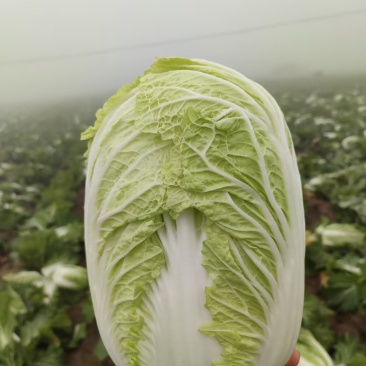 精品矮颗黄心白菜，产地直供，代发全国，质量漂亮。