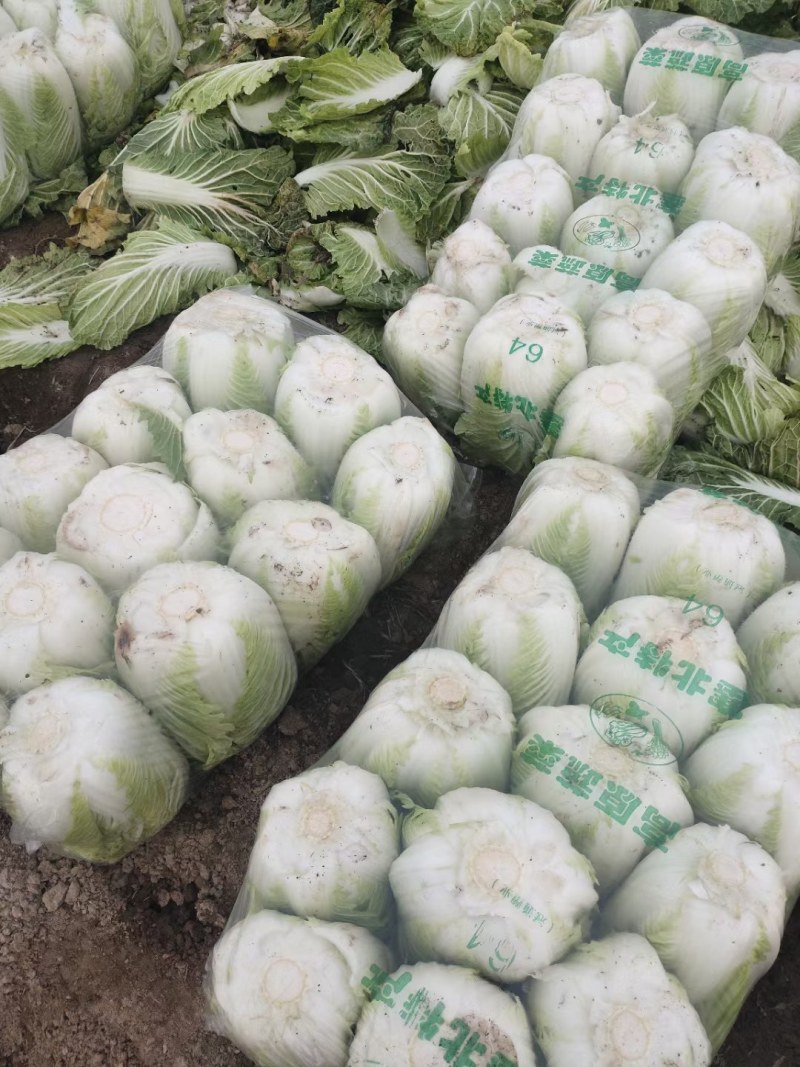 精品矮颗黄心白菜，产地直供，代发全国，质量漂亮。