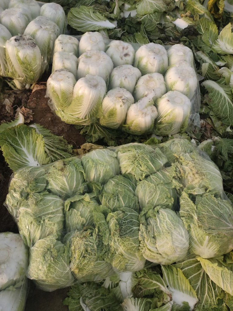 精品矮颗黄心白菜，产地直供，代发全国，质量漂亮。