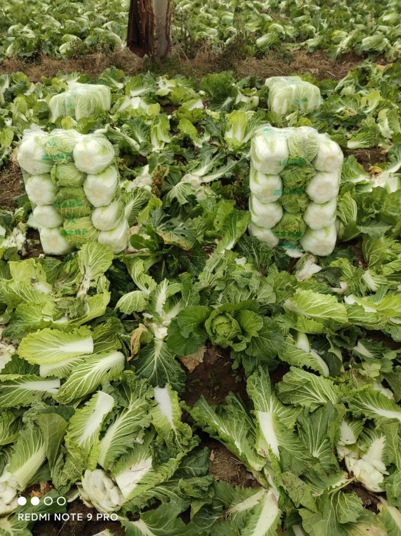 精品矮颗黄心白菜，产地直供，代发全国，质量漂亮。