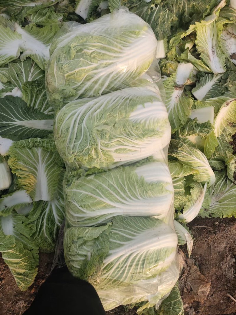 精品矮颗黄心白菜，产地直供，代发全国，质量漂亮。