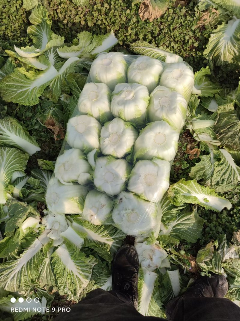 精品矮颗黄心白菜，产地直供，代发全国，质量漂亮。