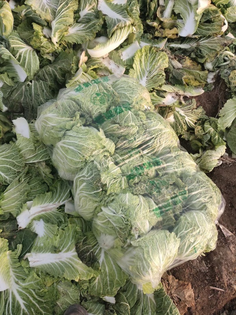 精品矮颗黄心白菜，产地直供，代发全国，质量漂亮。