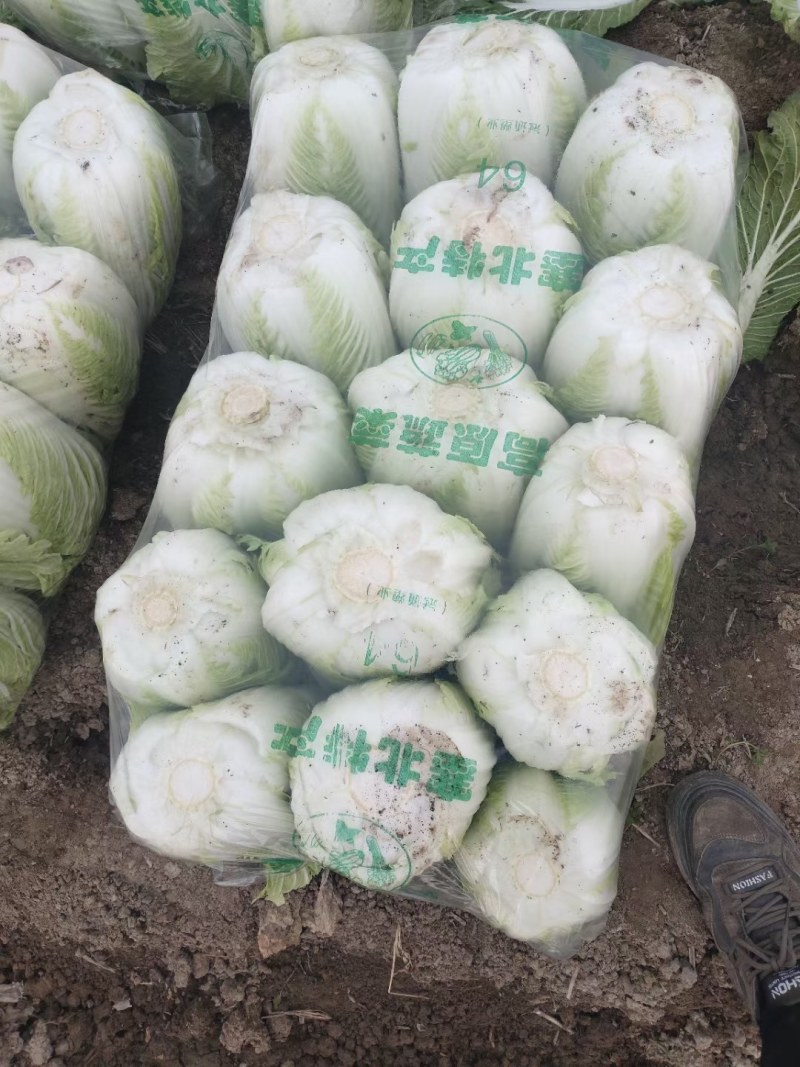 精品矮颗黄心白菜，产地直供，代发全国，质量漂亮。