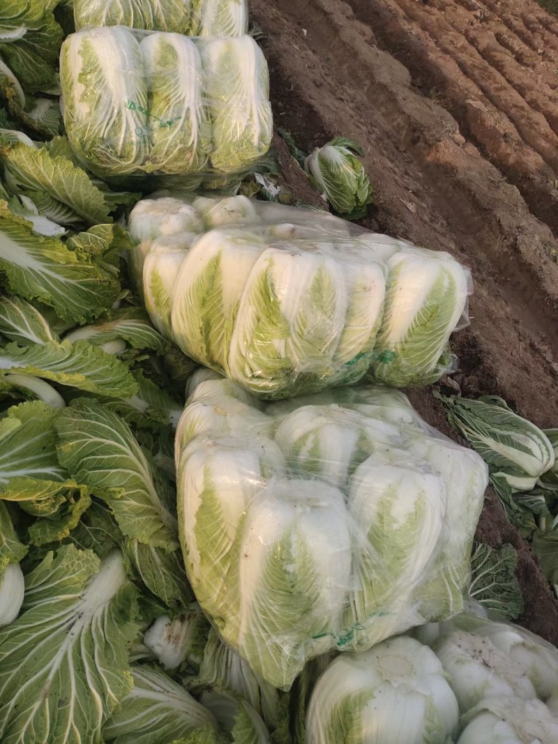 精品矮颗黄心白菜，产地直供，代发全国，质量漂亮。