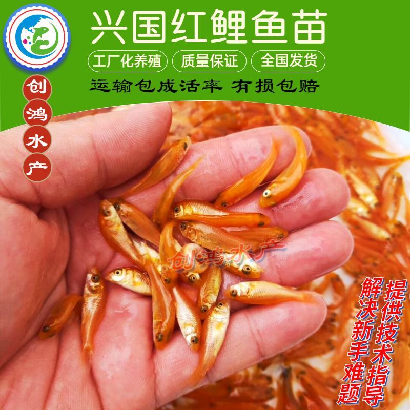 兴国红鲤鱼苗日本红鲤鱼苗高产红鲤鱼苗观赏鱼