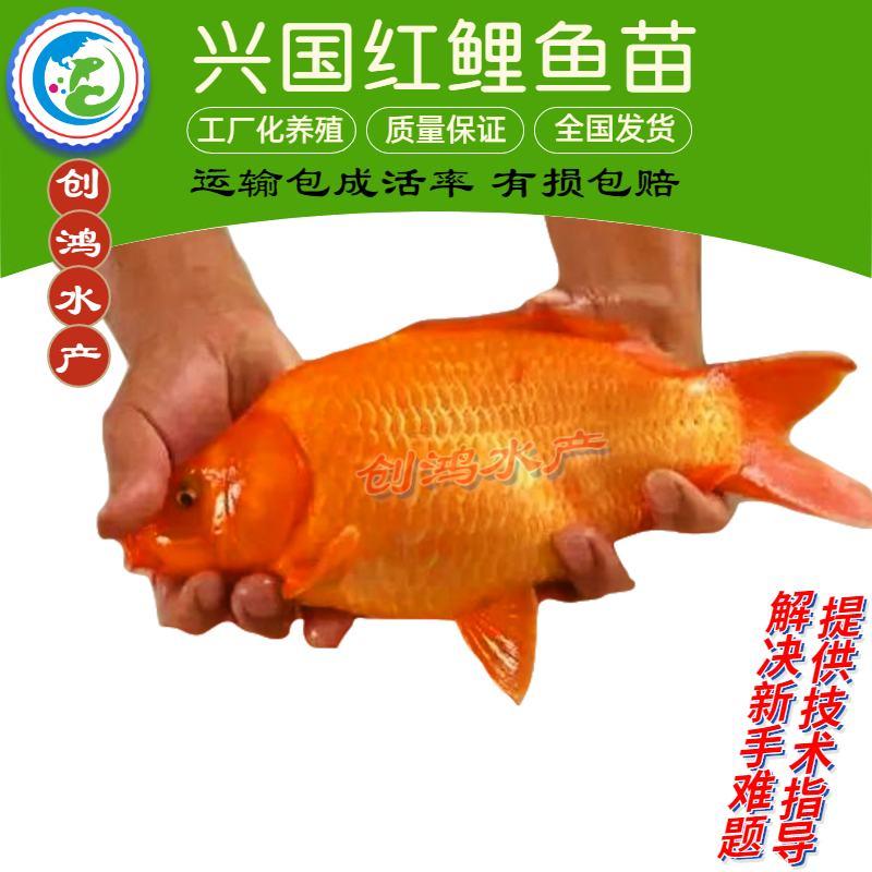 兴国红鲤鱼苗日本红鲤鱼苗高产红鲤鱼苗观赏鱼