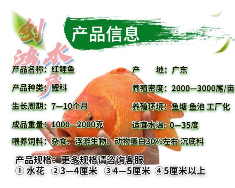 优质红鲤鱼苗兴国红鲤鱼苗观赏红鲤鱼苗观赏鱼