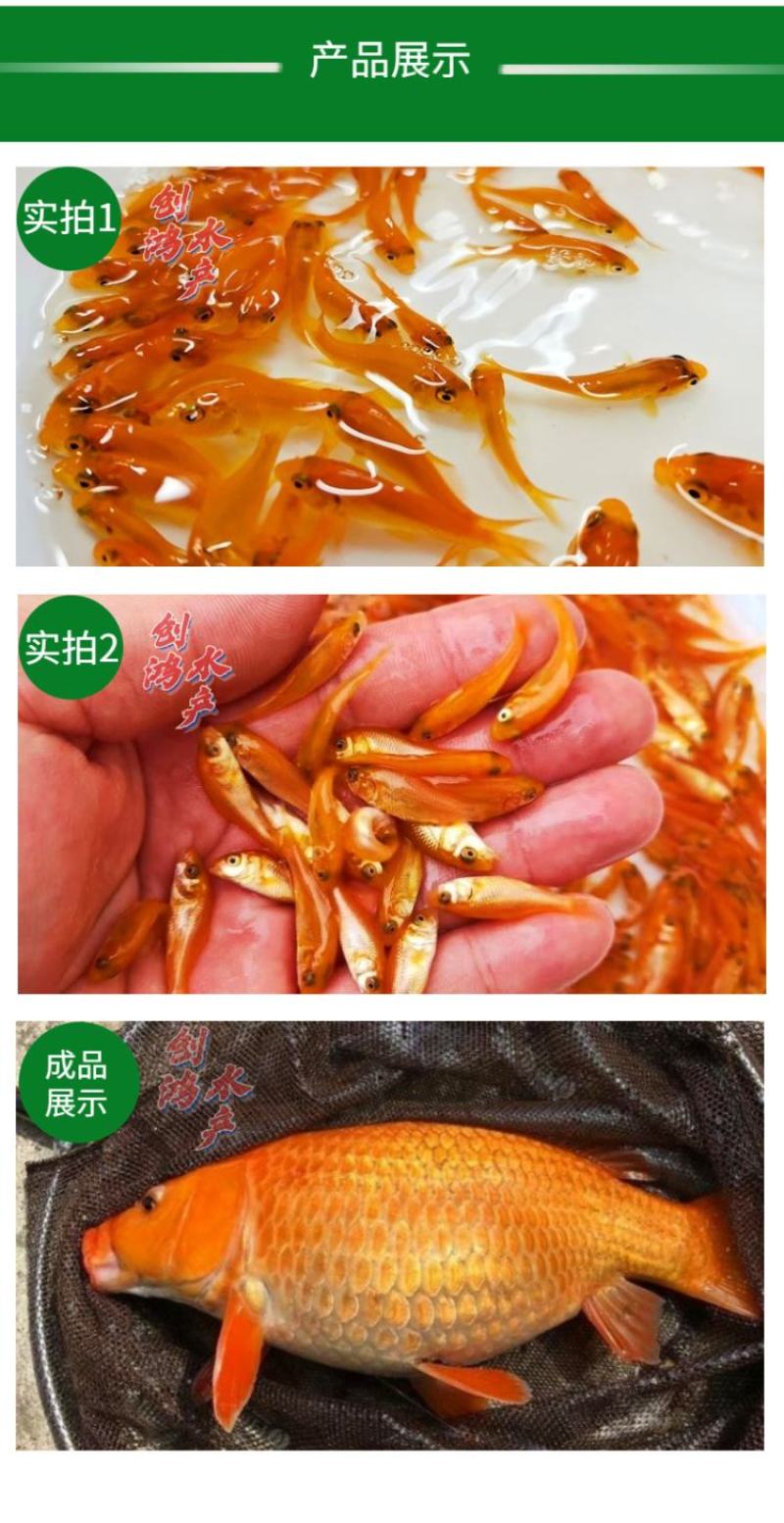 优质红鲤鱼苗兴国红鲤鱼苗观赏红鲤鱼苗观赏鱼