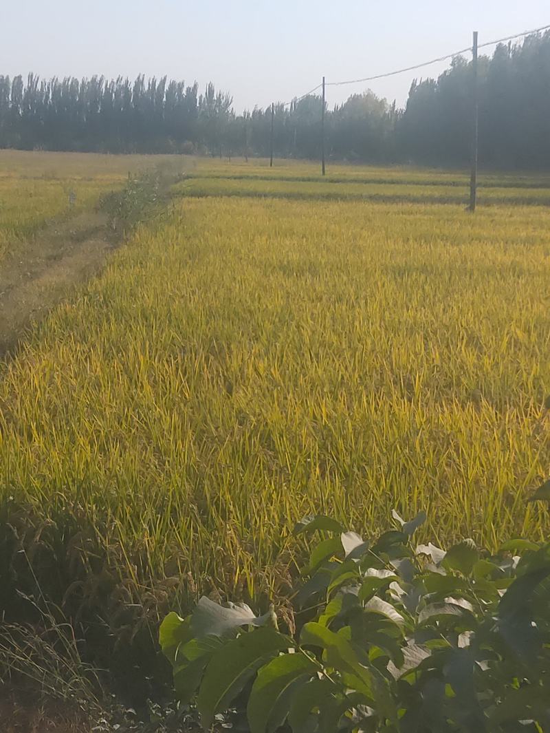 新疆灰枣喀什灰枣原枣脏脏枣好吃零食。煮粥炖汤