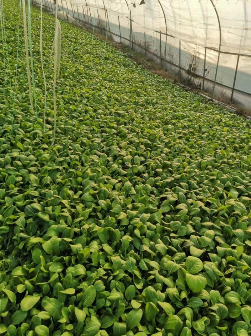 上海青小青菜供应基地质量好以品质为求生存大量供应