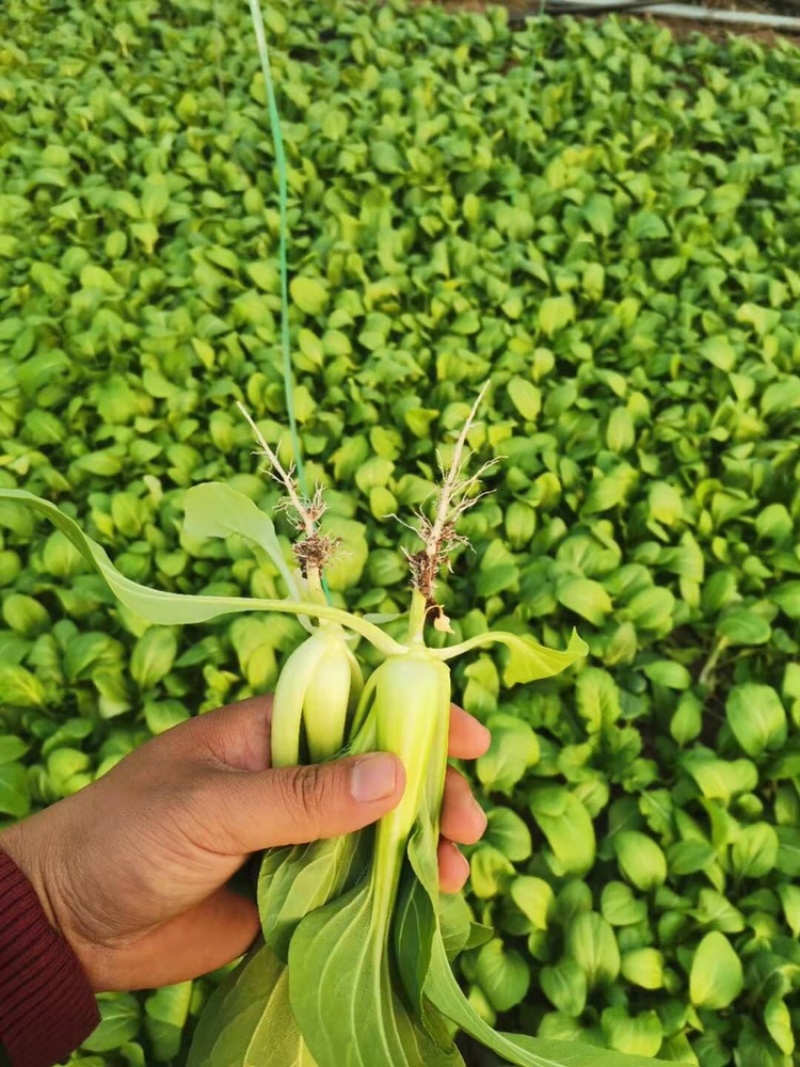 上海青小青菜供应基地质量好以品质为求生存大量供应