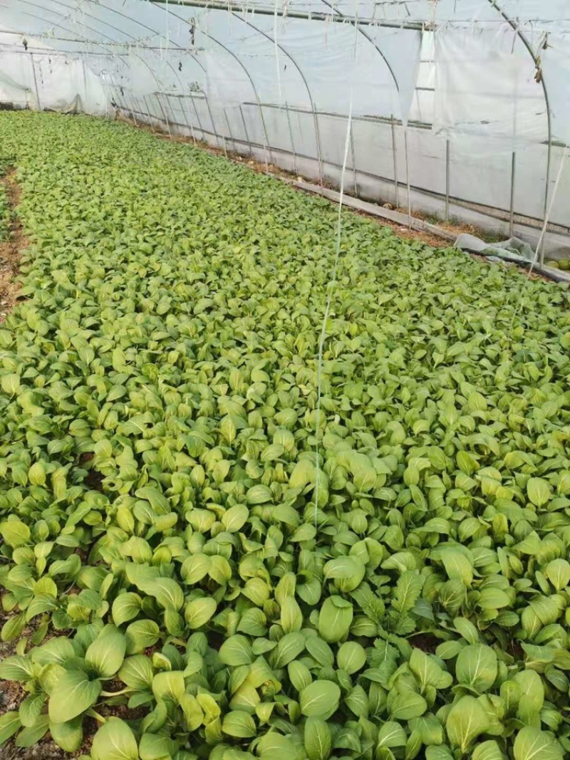 上海青小青菜供应基地质量好以品质为求生存大量供应