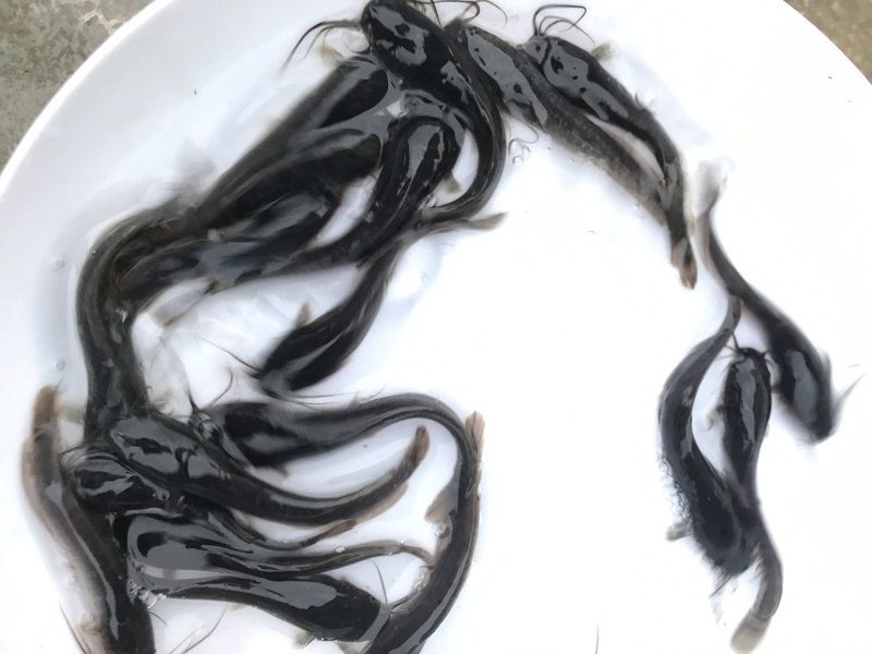 广东优质埃及塘虱苗吃杂鱼鱼苗埃及苗快大抗病力强