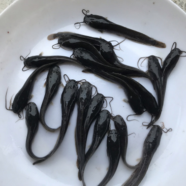广东优质埃及塘虱苗吃杂鱼鱼苗埃及苗快大抗病力强