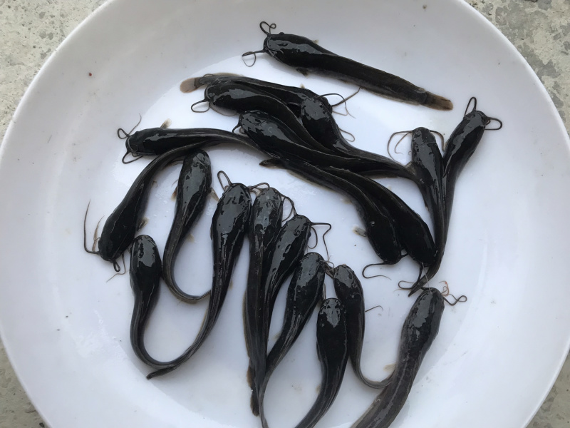 广东优质埃及塘虱苗吃杂鱼鱼苗埃及苗快大抗病力强
