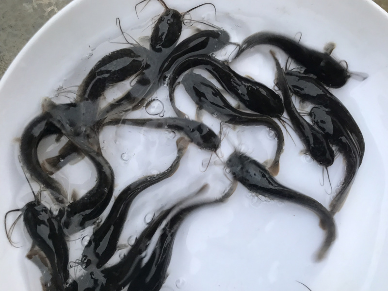 广东优质埃及塘虱苗吃杂鱼鱼苗埃及苗快大抗病力强