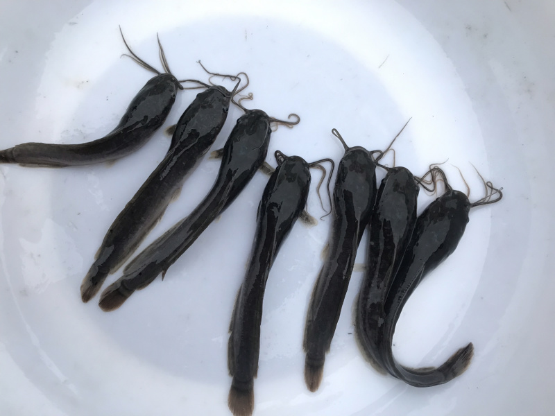 广东优质埃及塘虱苗吃杂鱼鱼苗埃及苗快大抗病力强
