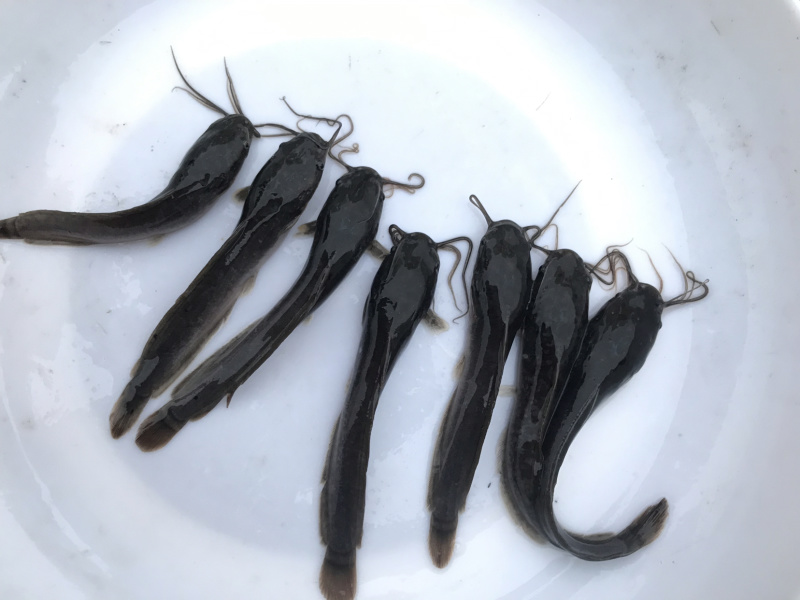 广东优质埃及塘虱苗吃杂鱼鱼苗埃及苗快大抗病力强