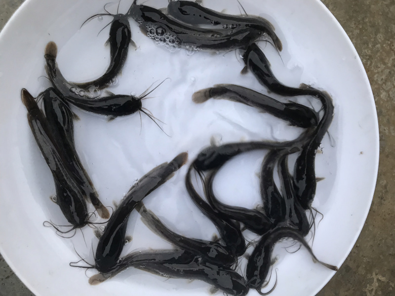 广东优质埃及塘虱苗吃杂鱼鱼苗埃及苗快大抗病力强