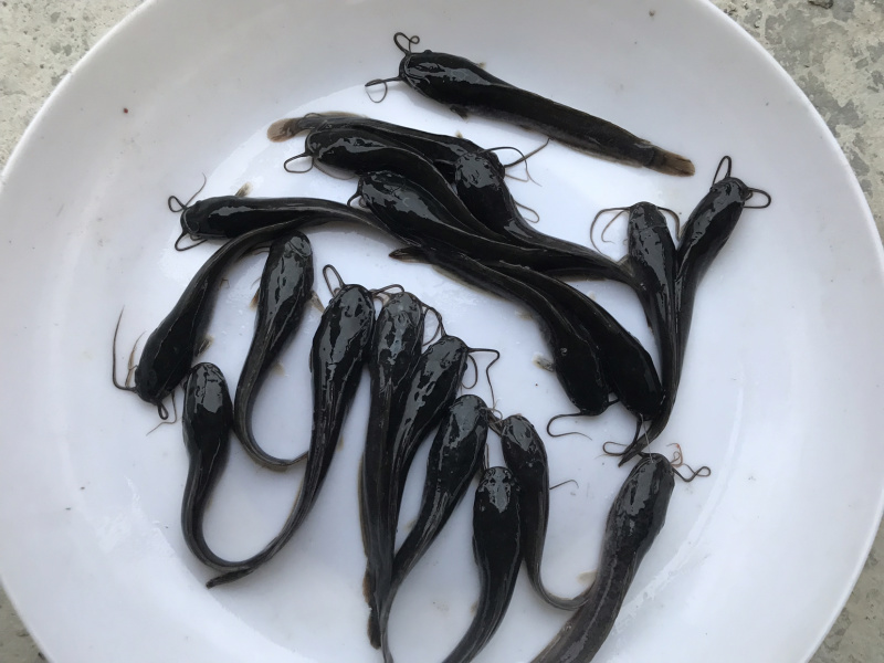 广东优质埃及塘虱苗吃杂鱼鱼苗埃及苗快大抗病力强