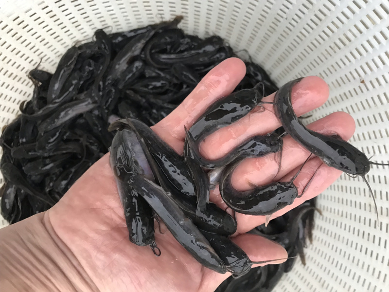 广东优质埃及塘虱苗吃杂鱼鱼苗埃及苗快大抗病力强