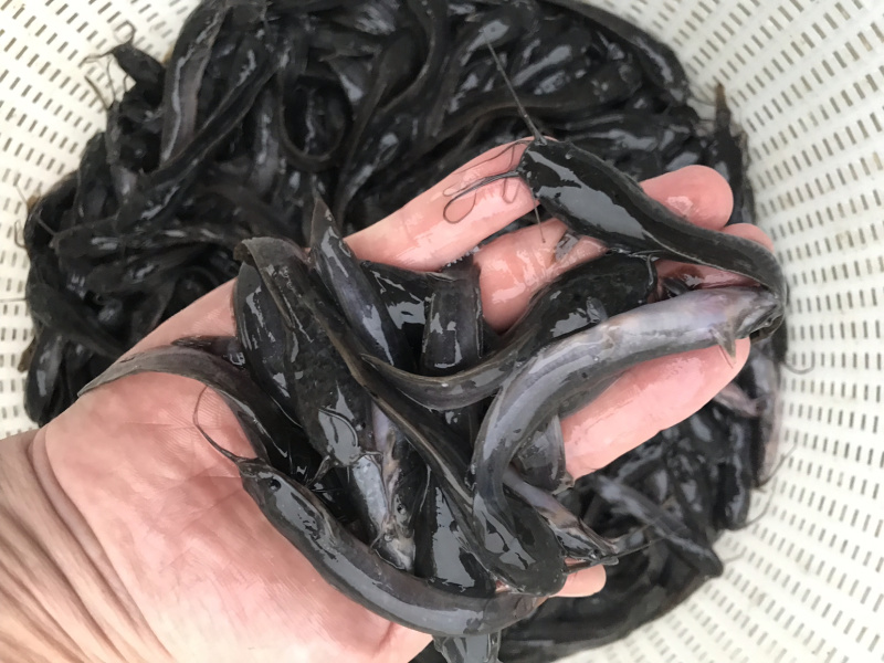 广东优质埃及塘虱苗吃杂鱼鱼苗埃及苗快大抗病力强
