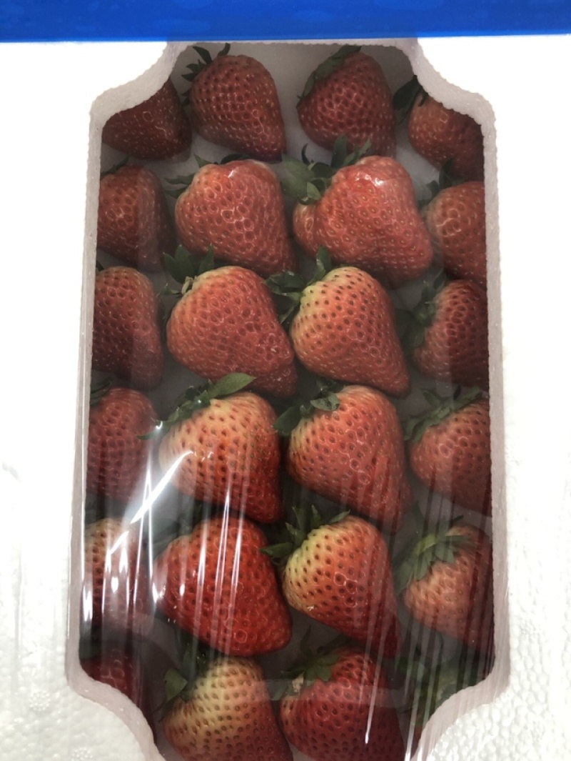 丹东玖玖牛奶草莓地标甄选果子，个大味甜果红