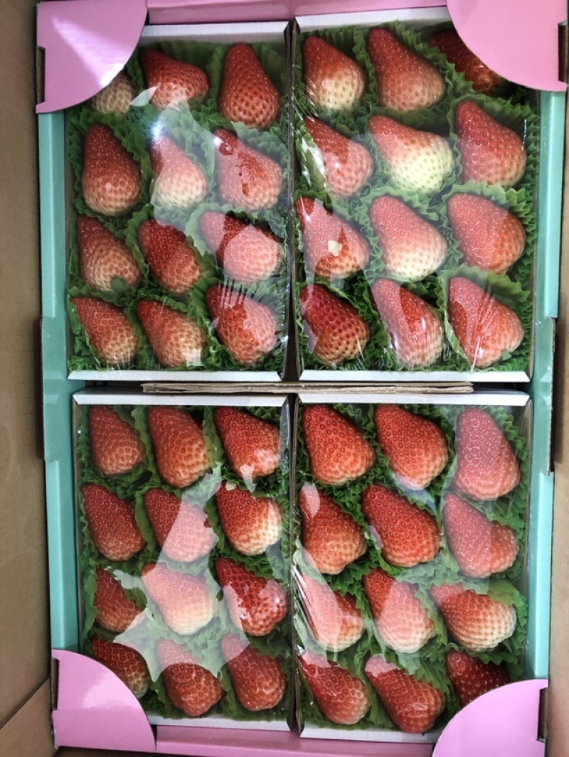 丹东玖玖牛奶草莓地标甄选果子，个大味甜果红