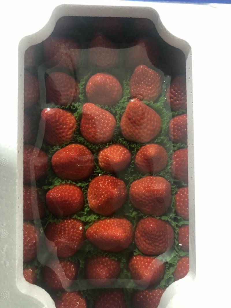 丹东玖玖牛奶草莓地标甄选果子，个大味甜果红