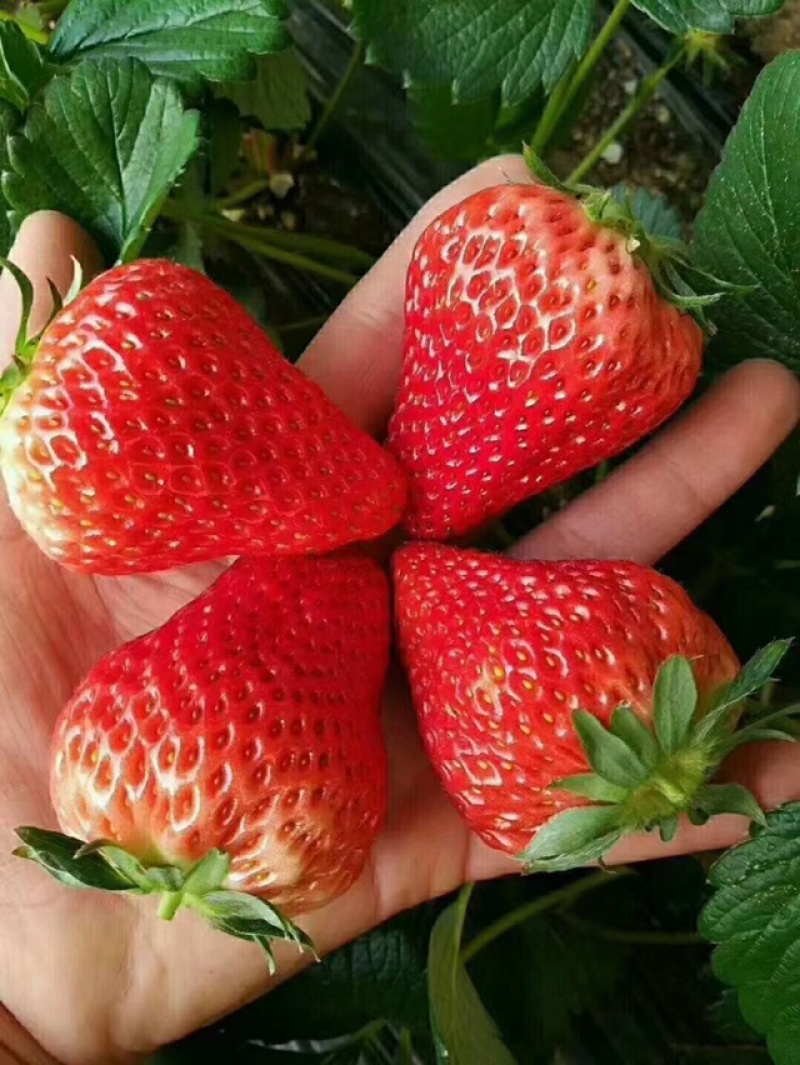 丹东玖玖牛奶草莓地标甄选果子，个大味甜果红