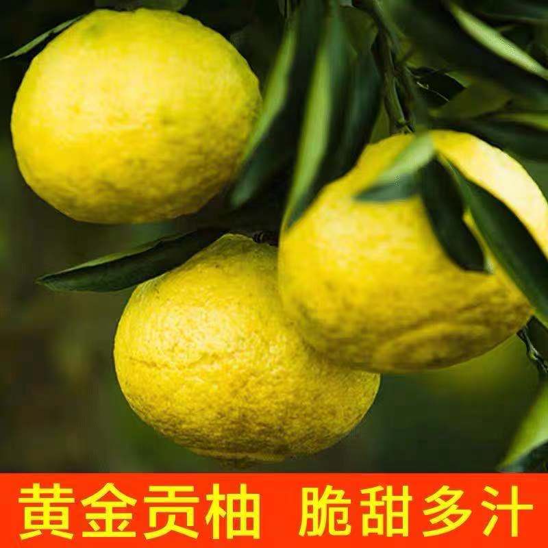湖南怀化雪峰山黄金贡柚