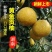 湖南怀化雪峰山黄金贡柚