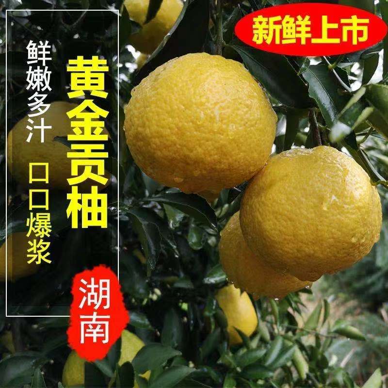 湖南怀化雪峰山黄金贡柚