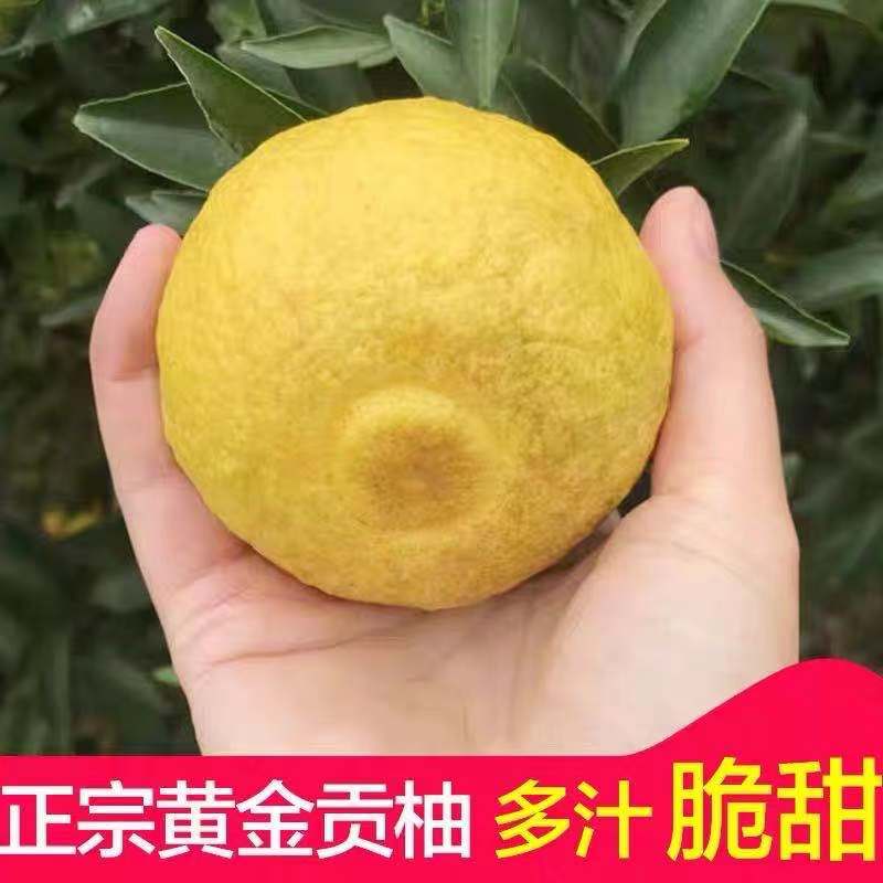 湖南怀化雪峰山黄金贡柚