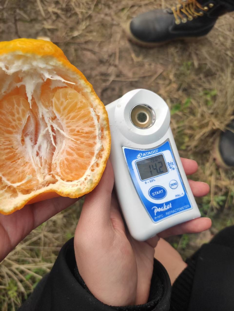 眉山耙耙柑春见整车空运落地配大果礼品盒好吃甜得很